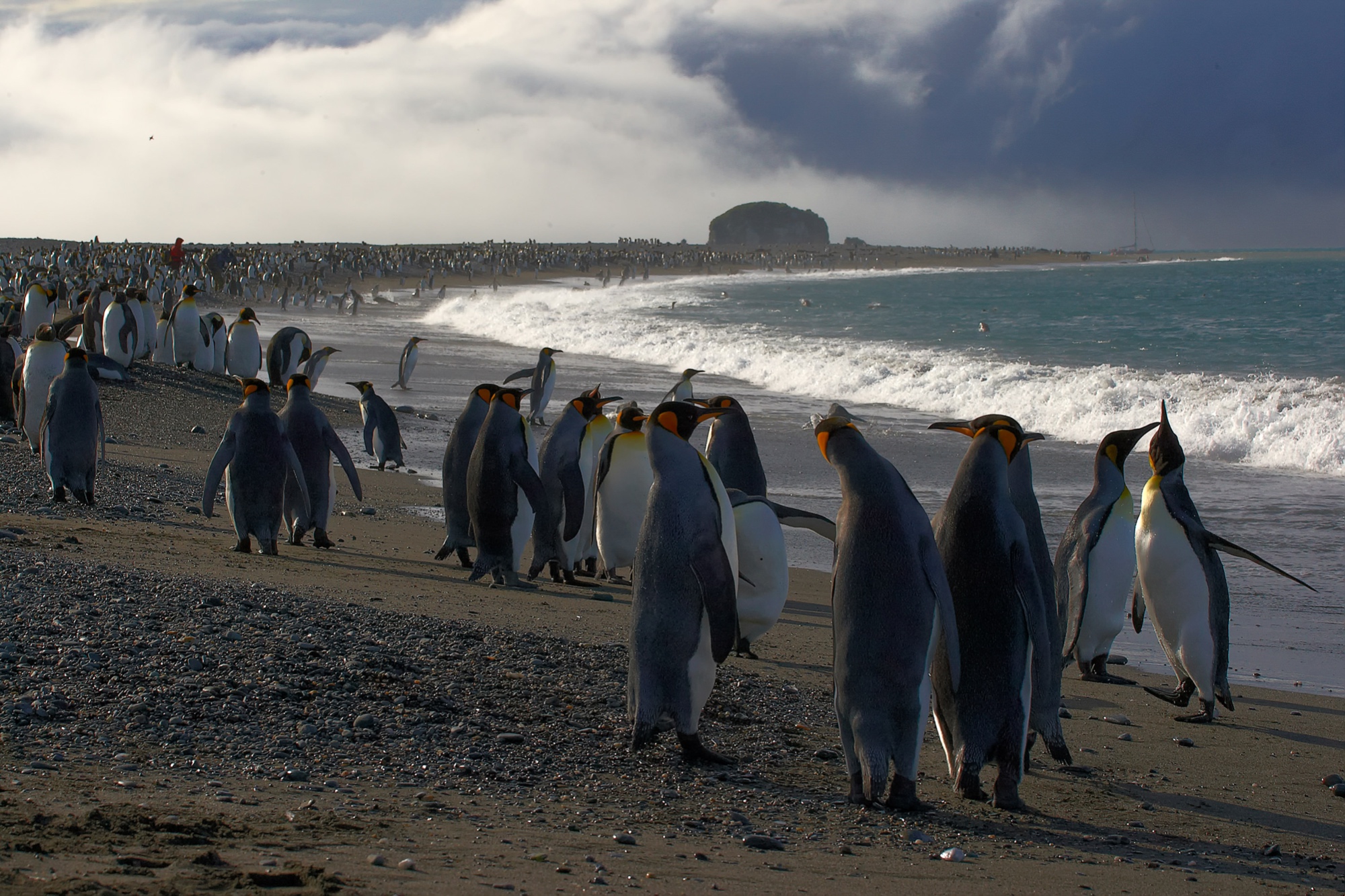 Königspinguine am Strand der Salisbury Plain, Süd Georgien